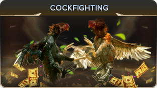 cockfighting